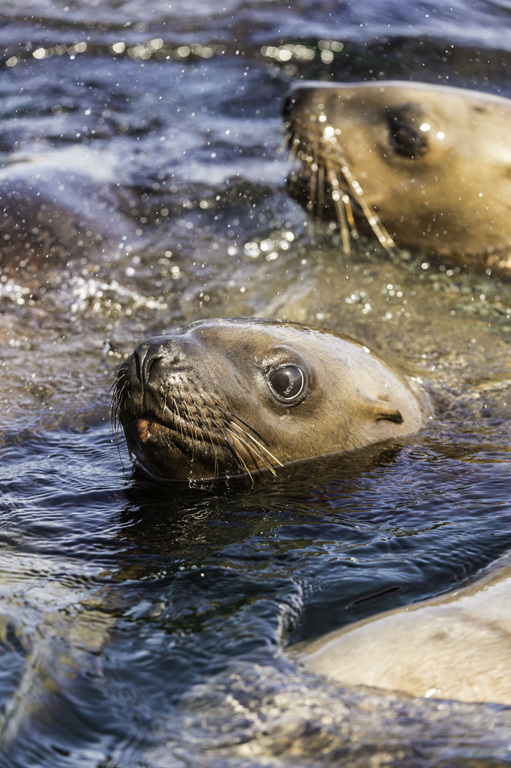 Image of Northern Sea Lion