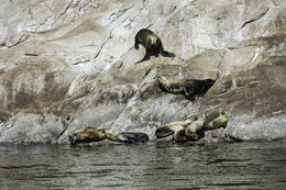 Image of Northern Sea Lion