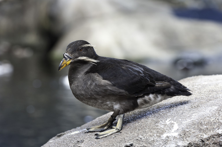 Image of Rhinoceros Auklet