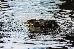 Image of Rhinoceros Auklet