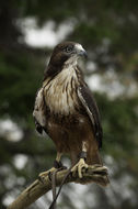 Image of Red-tailed Hawk