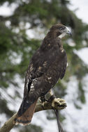 Image of Red-tailed Hawk