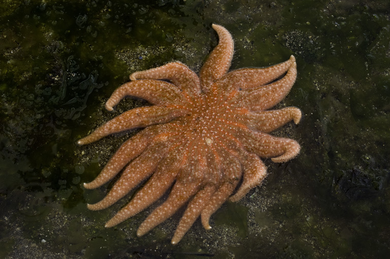 Image of Sunflower star