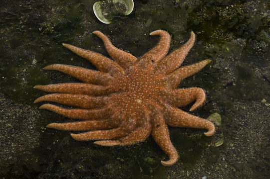 Image of Sunflower star