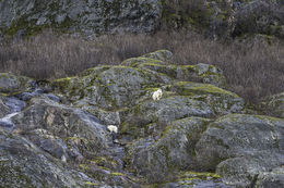 Image of Mountain Goat