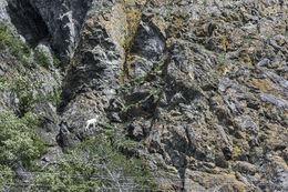 Image of Mountain Goat