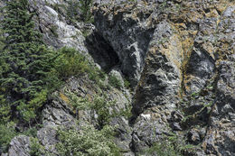 Image of Mountain Goat