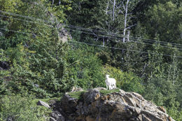 Image of Mountain Goat