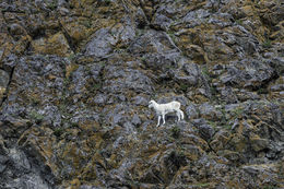 Image of Mountain Goat
