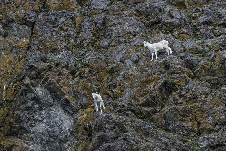 Image of Mountain Goat