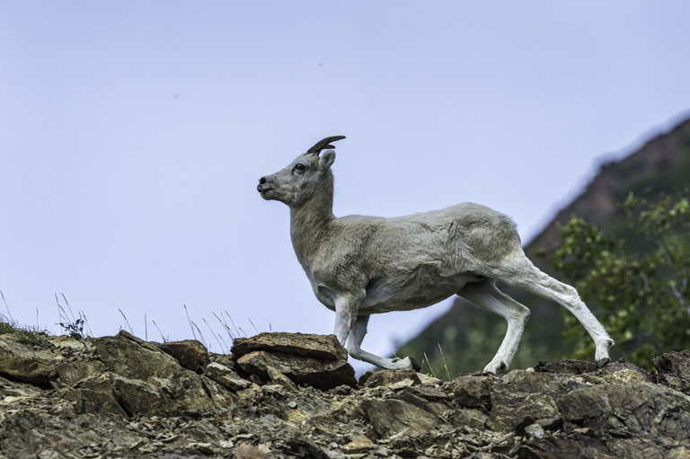 Image of Mountain Goat