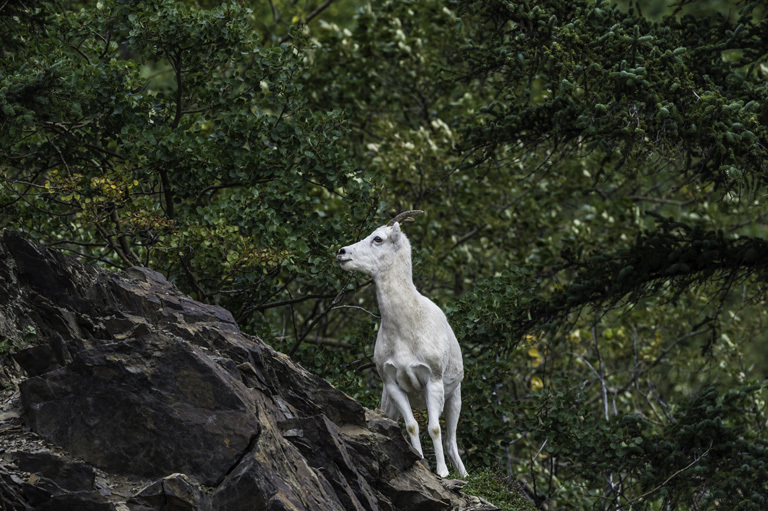 Image of Mountain Goat