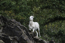 Image of Mountain Goat