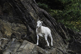 Image of Mountain Goat