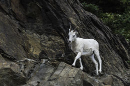 Image of Mountain Goat