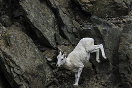 Image of Mountain Goat