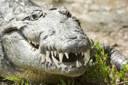 Image of American Crocodile