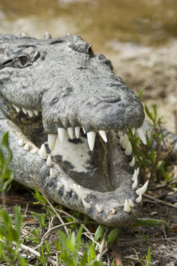 Image of American Crocodile