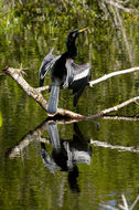 Image of Anhinga