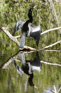 Image de Anhinga d'Amérique