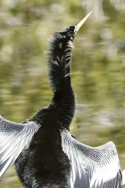 Image of Anhinga