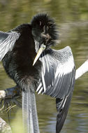 Image de Anhinga d'Amérique