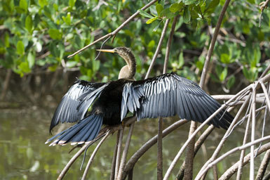 Image de Anhinga d'Amérique