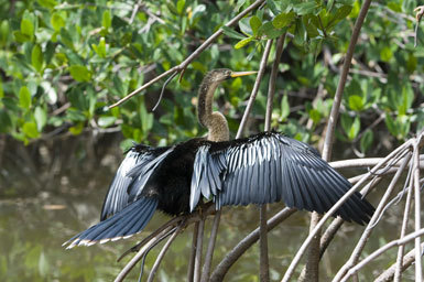 Image of Anhinga