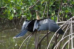 Image de Anhinga d'Amérique