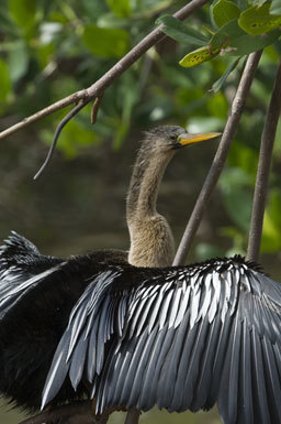 Image de Anhinga d'Amérique