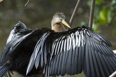 Image de Anhinga d'Amérique