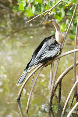 Image of Anhinga