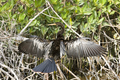 Image of Anhinga