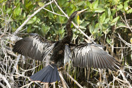 Image de Anhinga d'Amérique