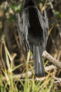 Image de Anhinga d'Amérique