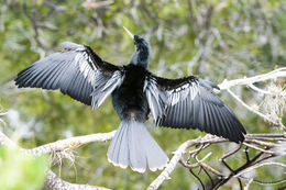 Image de Anhinga d'Amérique