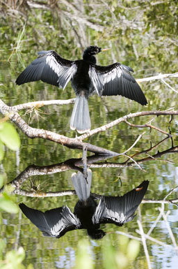 Image of Anhinga