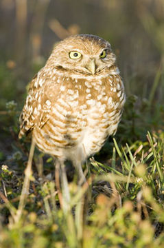 Image of Burrowing Owl