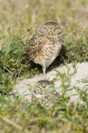 Image of Burrowing Owl