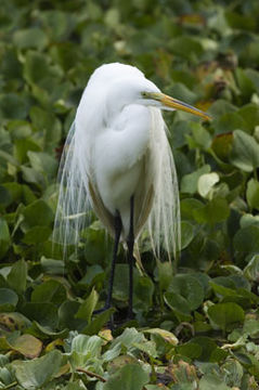 Image of Great Egret