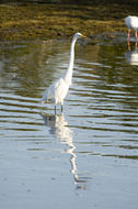 Image of Great Egret