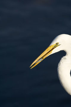 Image of Great Egret