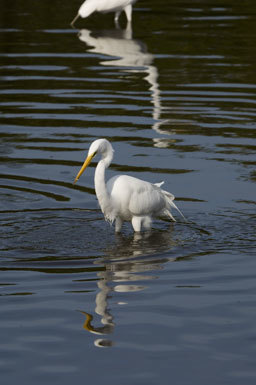 Image of Great Egret