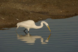 Image of Great Egret