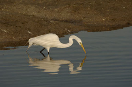 Image of Great Egret