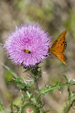 Image of Gulf Fritillary