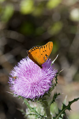 Image of Gulf Fritillary