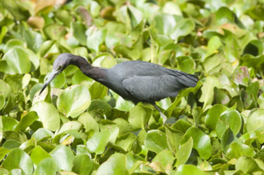 Image of Little Blue Heron