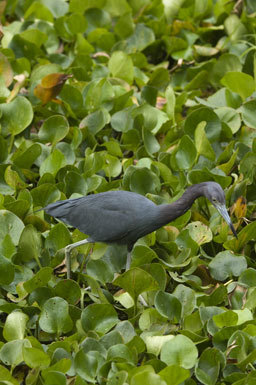 Image of Little Blue Heron