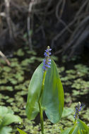 Слика од Pontederia cordata L.